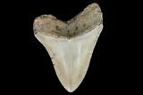 Fossil Megalodon Tooth - North Carolina #108892-2